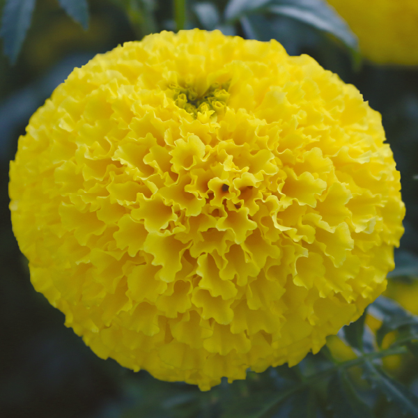 ดาวเรืองมหาโชค สีเหลือง - เมล็ดพันธุ์ ซองละ 1,000 เมล็ด