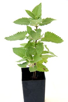 IOH Catnip Seeds from USA (Nepeta Cataria) เมล็ดแคทนิป สำหรับปลูก สมุนไพรสำหรับแมว 1 ซอง (20-30Seeds)