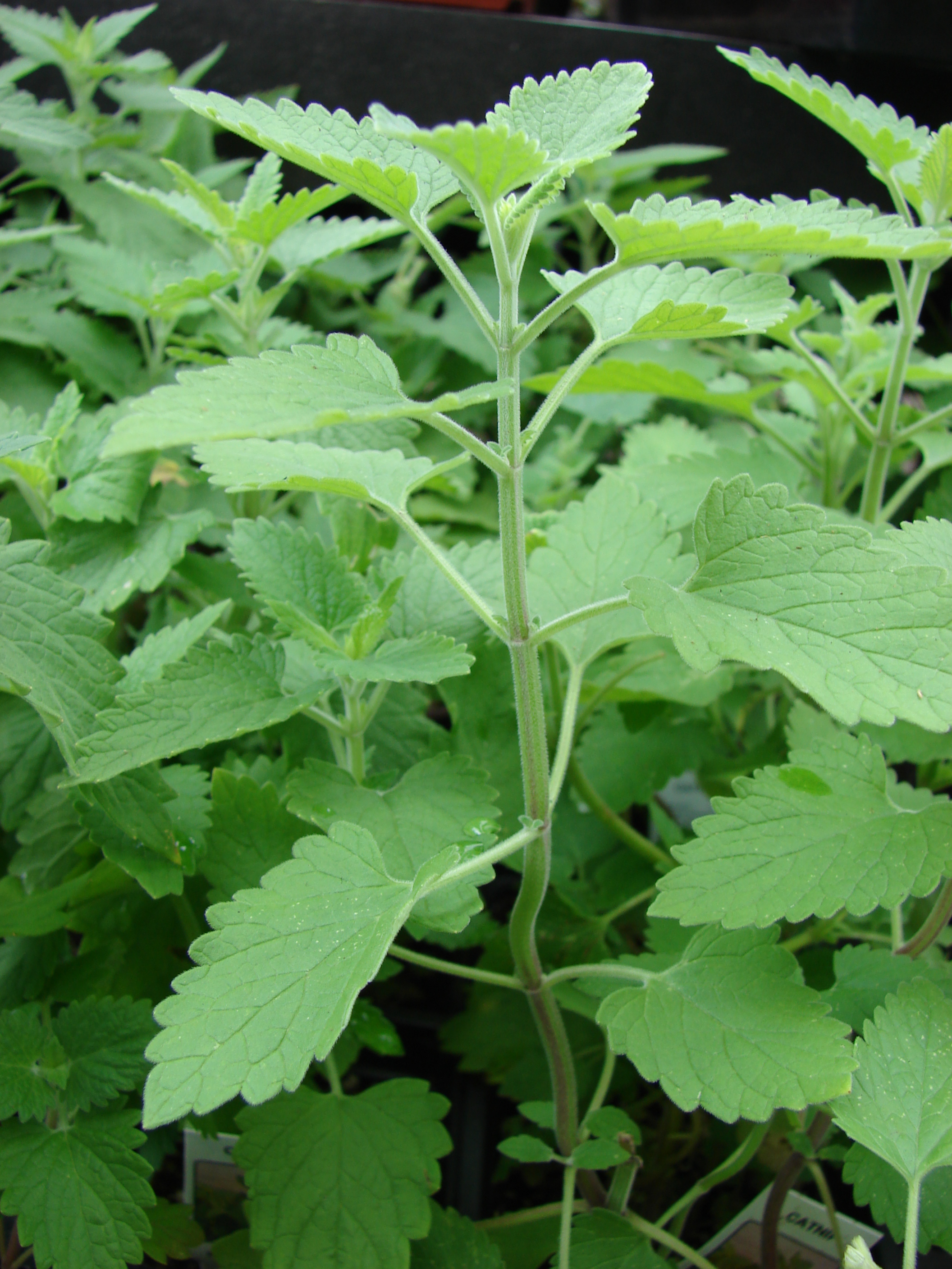 IOH Catnip Seeds from USA (Nepeta Cataria) เมล็ดแคทนิป สำหรับปลูก สมุนไพรสำหรับแมว 1 ซอง (20-30Seeds)