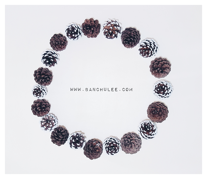 Snow Pine Cone ลูกสนธรรมชาติ สีน้ำตาลเข้ม แต้มขอบปีกด้วยสีขาว