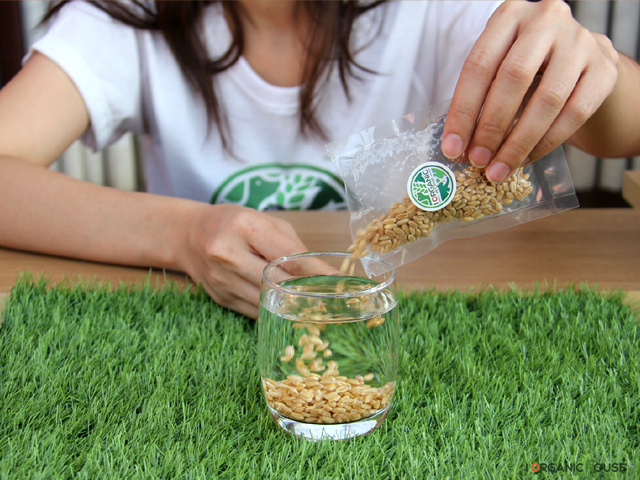 i Organic Grass ชุดปลูกต้นอ่อนข้าวสาลี สำหรับสัตว์เลี้ยง ขนาด 300 กรัม