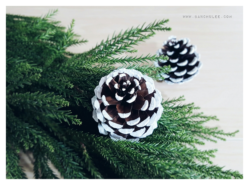 Snow Pine Cone ลูกสนธรรมชาติ สีน้ำตาลเข้ม แต้มขอบปีกด้วยสีขาว