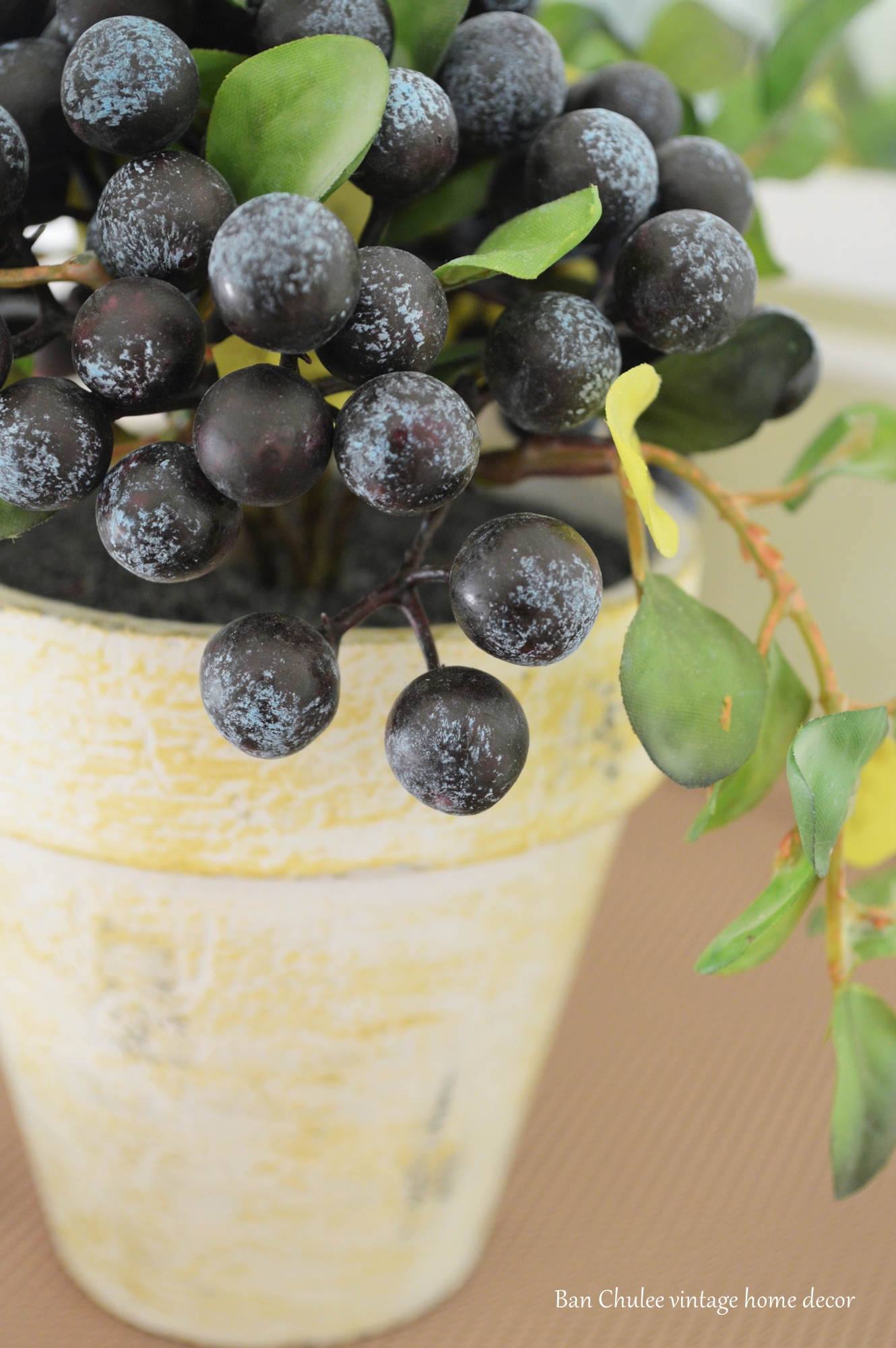 Blueberry In Flowerpot ต้นบลูเบอร์รี่ในกระถาง