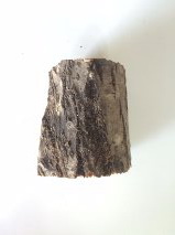 ท่อนไม้ผุ ขนาด XL (เส้นผ่านศูนย์กลาง 12+ ซม.) ไม้ผุชุดนี้มีความผุมากเป็นพิเศษ มีจำนวนจำกัด