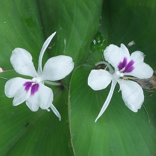 ยาดมสมุนไพร คุณเปรมา(กระปุกพลาสติก) จำนวน 1 กระปุก