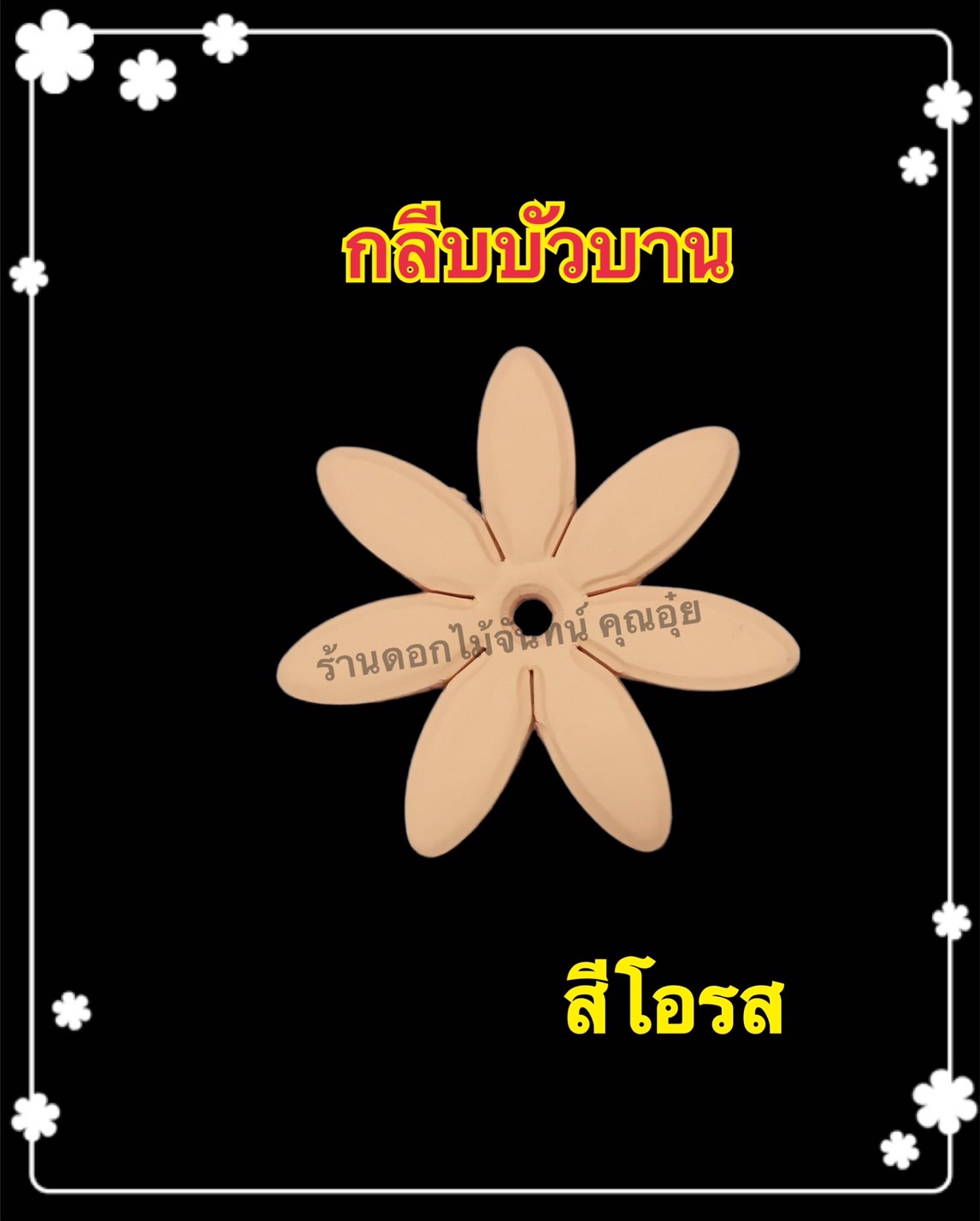 กลีบบัวบาน สีโอรส