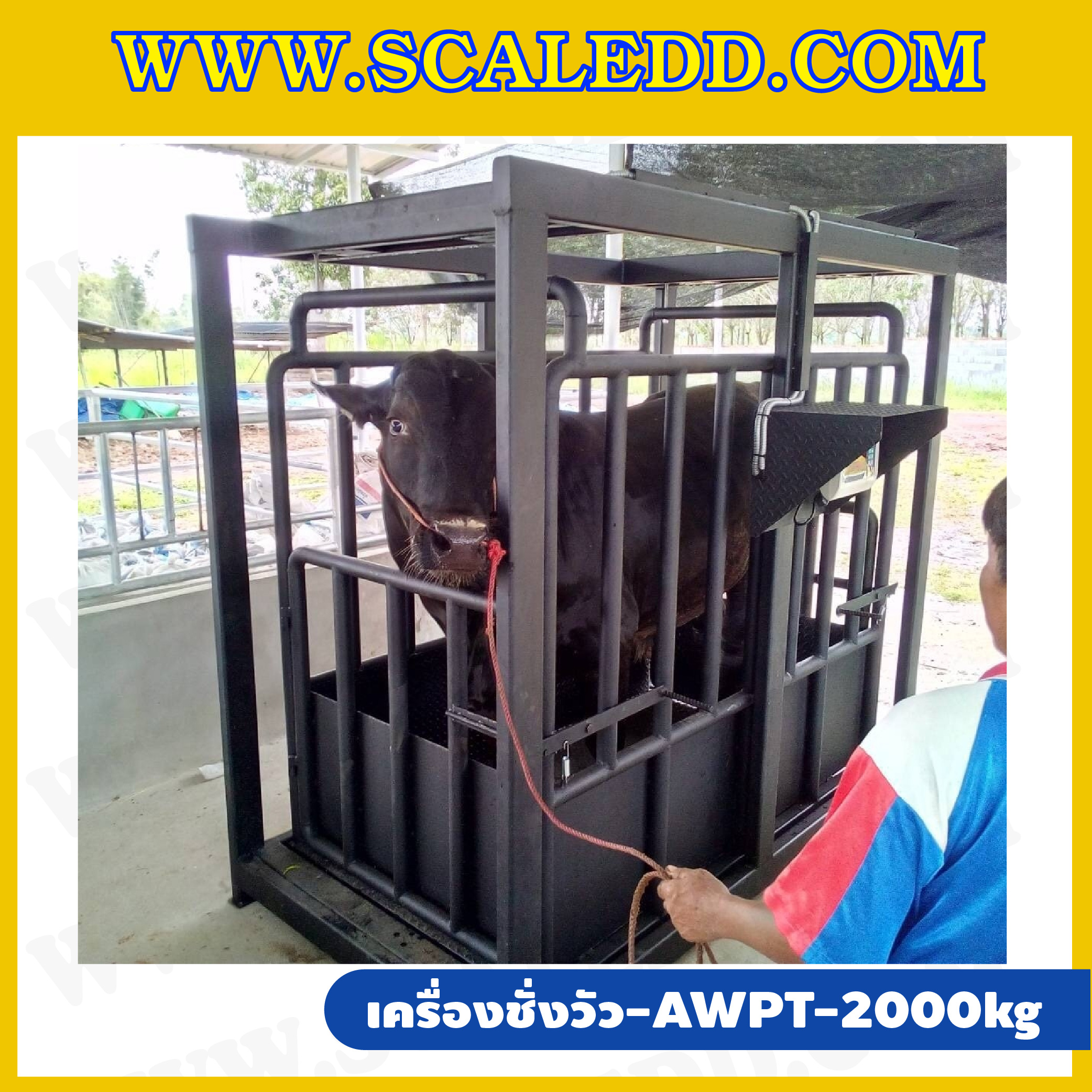 เครื่องชั่งวัวแบบกรง เครื่องชั่งวัว2000kg เครื่องชั่งสัตว์2ตัน เครื่องชั่งกรงสัตว์ เครื่องชั่งน้ำหนัก2000kg ตาชั่งวัว2ตัน ตาชั่งน้ำหนักวัว เครื่องชั่งวัวแบบดิจิตอล เครื่องชั่งยี่ห้อ AWENUE รุ่น AWPT (เครื่องชั่งผ่านตรวจจากสำนักชั่งตวงวัด)