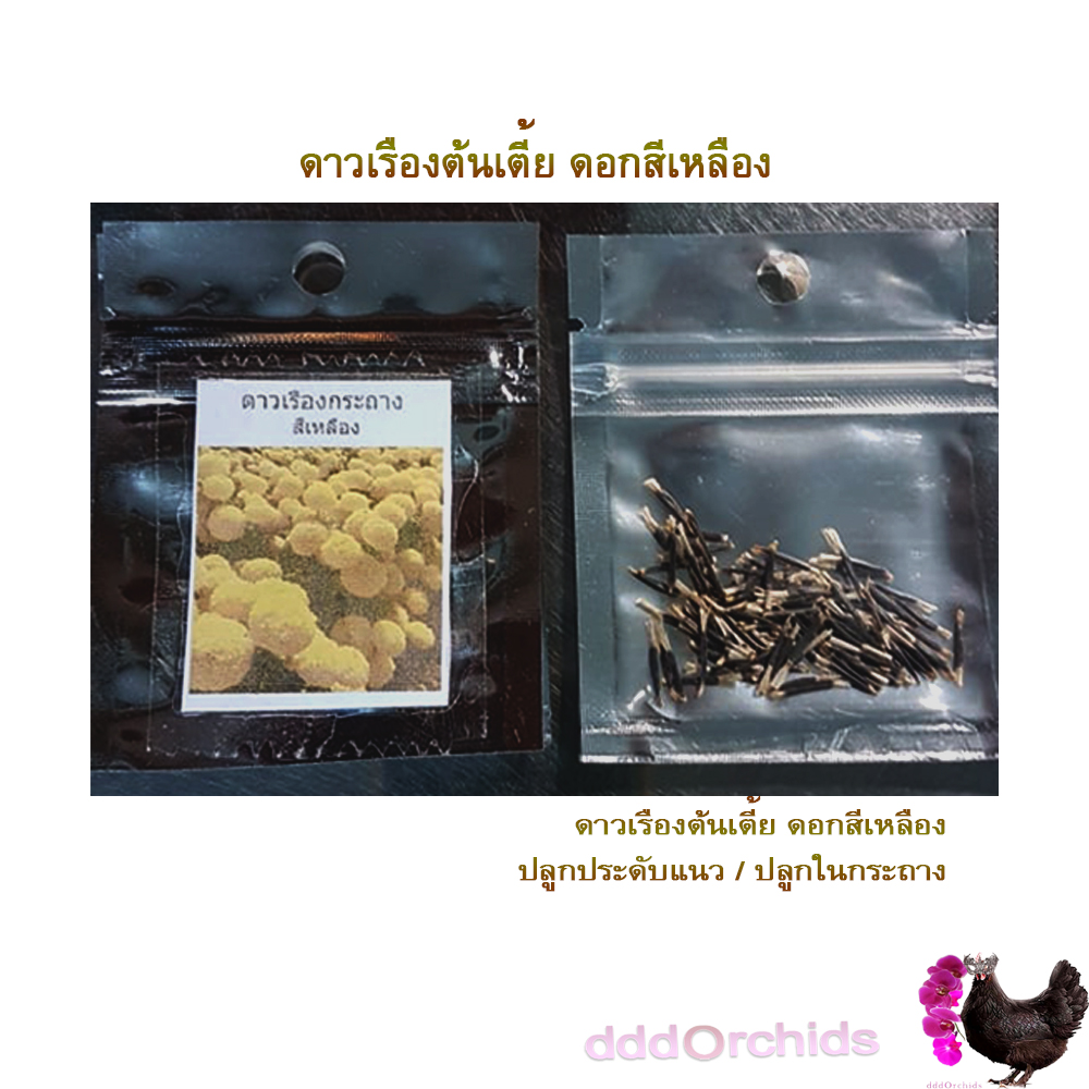 เมล็ดพันธุ์ดาวเรืองกระถาง ดอกสีเหลือง / สีส้ม / สีส้มทอง ดาวเรืองปลูกประดับแปลง หรือปลูกประดับขอบสวน ริมทางเดิน มีซองหลายปริมาณให้เลือก