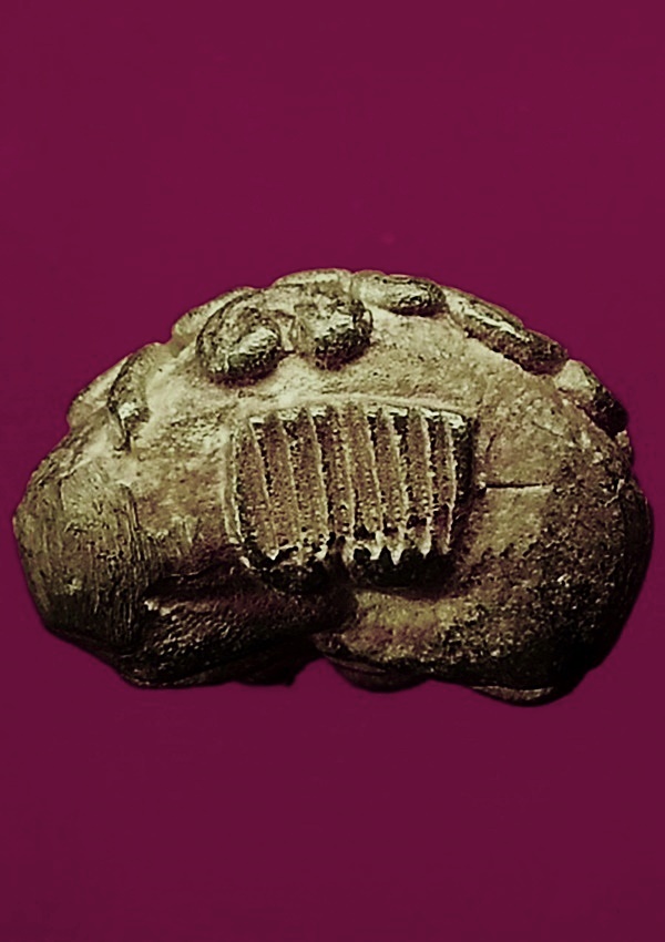 พระปิดตายันต์ยุ่ง หลวงพ่อโทน วัดเขาน้อยคีรีวัน จ.ชลบุรี