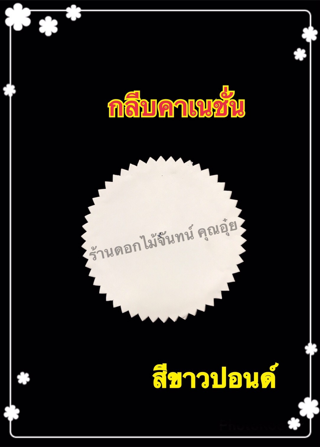 กลีบคาร์เนชั่น สีขาวปอนด์