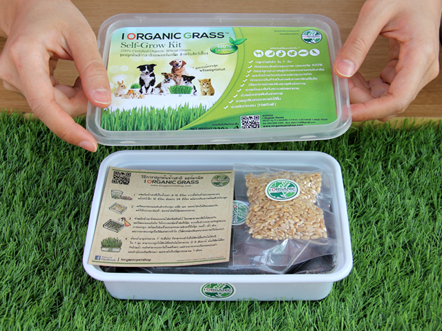 i Organic Grass ชุดปลูกต้นอ่อนข้าวสาลี สำหรับสัตว์เลี้ยง ขนาด 300 กรัม