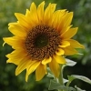 ทานตะวันดอกใหญ่ Yellow Sunflower - เมล็ดพันธุ์ ซอง40 เมล็ด ขายส่ง 12 ซอง 550 บาท