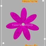 กลีบบัวบาน สีบานเย็น