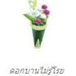 ดอกบานไม่รู้โรย