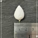 ตุ้มสำลี เบอร์ 14