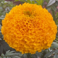 ดาวเรืองมหาโชค สีส้มทอง - เมล็ดพันธุ์ ซองละ 500 เมล็ด