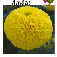 ดาวเรืองมหาโชค สีเหลือง - เมล็ดพันธุ์ ซองละ 500 เมล็ด