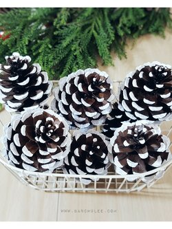 Snow Pine Cone ลูกสนธรรมชาติ สีน้ำตาลเข้ม แต้มขอบปีกด้วยสีขาว