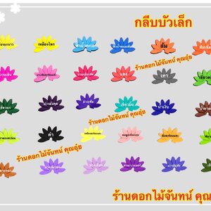กลีบบัวเล็ก สีเข้ม