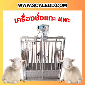 เครื่องชั่งแพะ แกะ