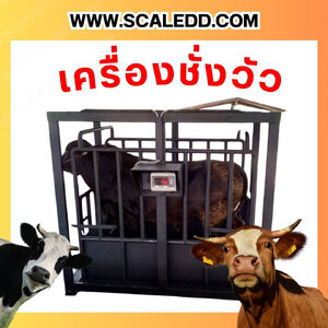 เครื่องชั่งวัว