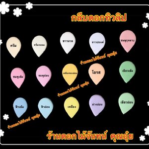 กลีบทิวลิป สีอ่อน