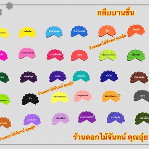 กลีบบานชื่น สีเข้ม