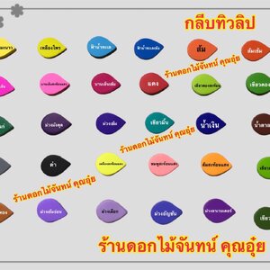กลีบทิวลิป สีเข้ม