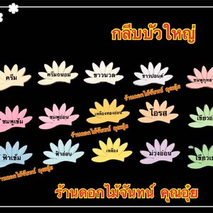 กลีบบัวใหญ่ สีอ่อน