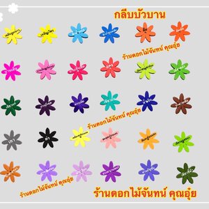 กลีบบัวบาน สีเข้ม