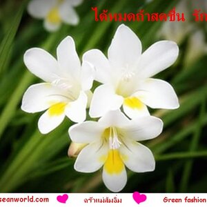 Thail Cotton&Silk by SIRIVAREE and SIVA International