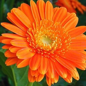 เมล็ดพันธุ์ไม้ดอกสวยงาม