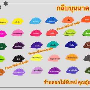 กลีบบุนนาค สีเข้ม