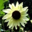 ทานตะวัน วานิลลา ไอซ์ ดอกสีขาวครีม Sunflower Vanilla Ice - เมล็ดพันธุ์ 100 บาท 8 เมล็ด