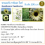 ทานตะวัน วานิลลา ไอซ์ ดอกสีขาวครีม Sunflower Vanilla Ice - เมล็ดพันธุ์ 100 บาท 8 เมล็ด