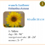 ทานตะวัน Yellow Sunflower - เมล็ดพันธุ์ ดอกใหญ่ สำหรับปลูกดูดอก ขนาด 350 กรัม