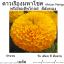 ดาวเรืองมหาโชค พรีเมี่ยม ดิฟโกลด์ สีส้มทอง - เมล็ดพันธุ์ มีหลายขนาดบรรจุให้เลือก