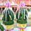 บายศรีพญานาค7เศียร